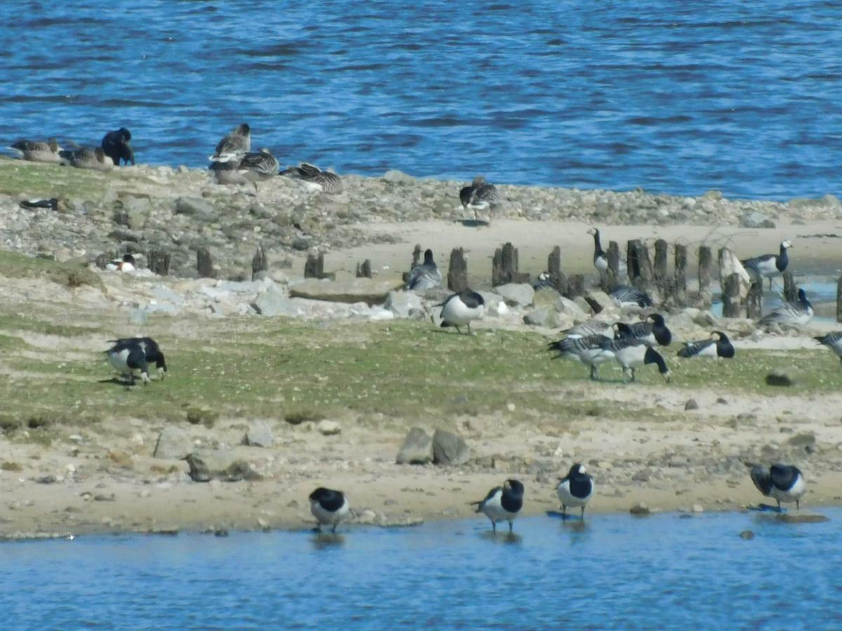 Nordsee Nordstrand Exteriör bild